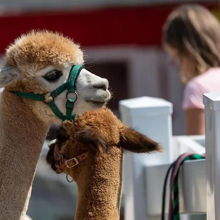 House Kamzik 9 Апарт-отель Доновалы